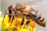 Проект «Карпатська бджола»: Євросоюз допоможе зберегти наші медові традиції  -